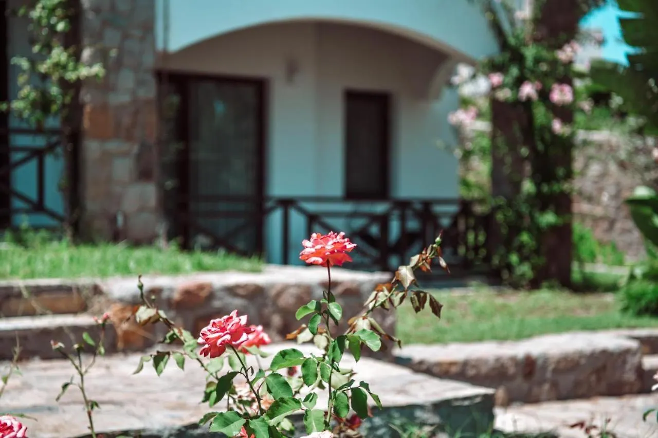 ***  Amore Boutique Hotel 亚力卡瓦克 土耳其